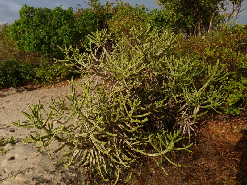 Euphorbia lividiflora photo 4