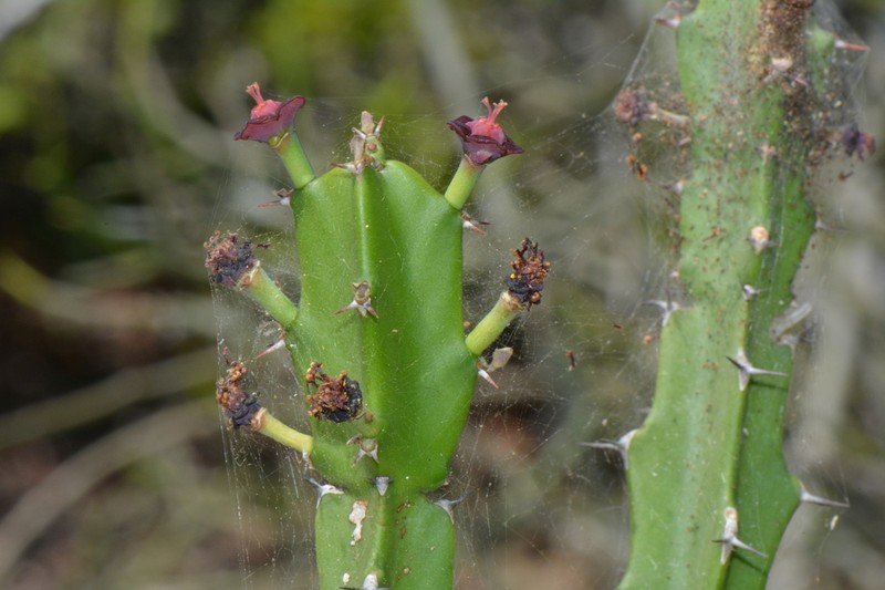 Euphorbia lividiflora photo 6