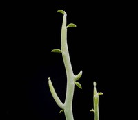 Euphorbia lomelii