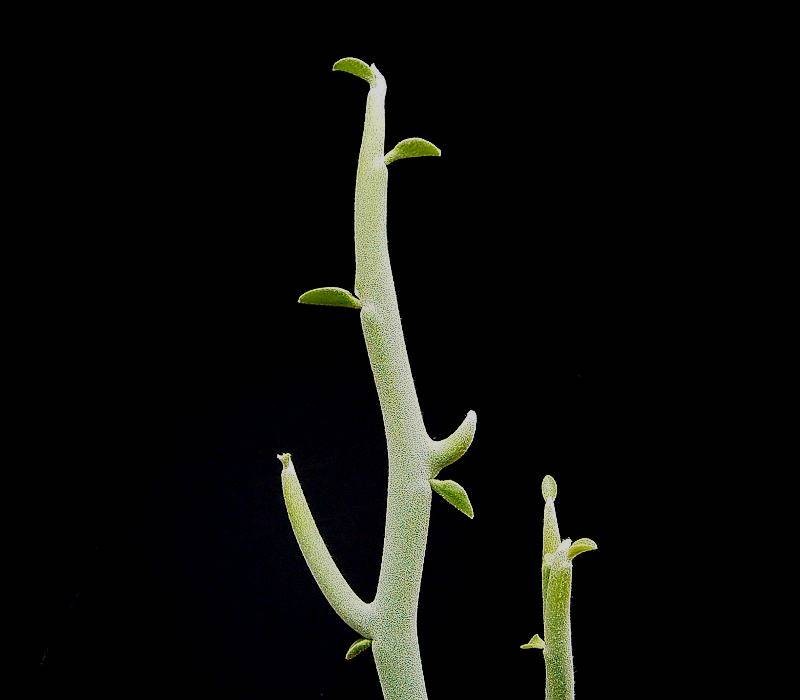 Euphorbia lomelii