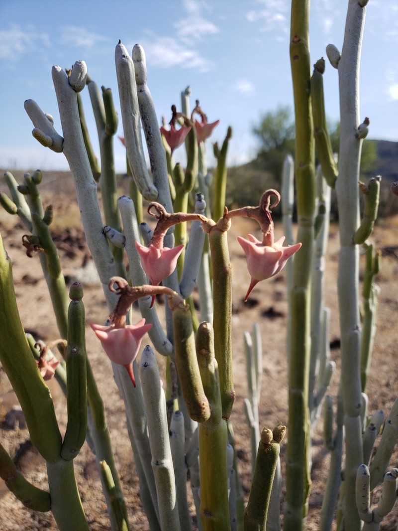 Euphorbia lomelii photo 3