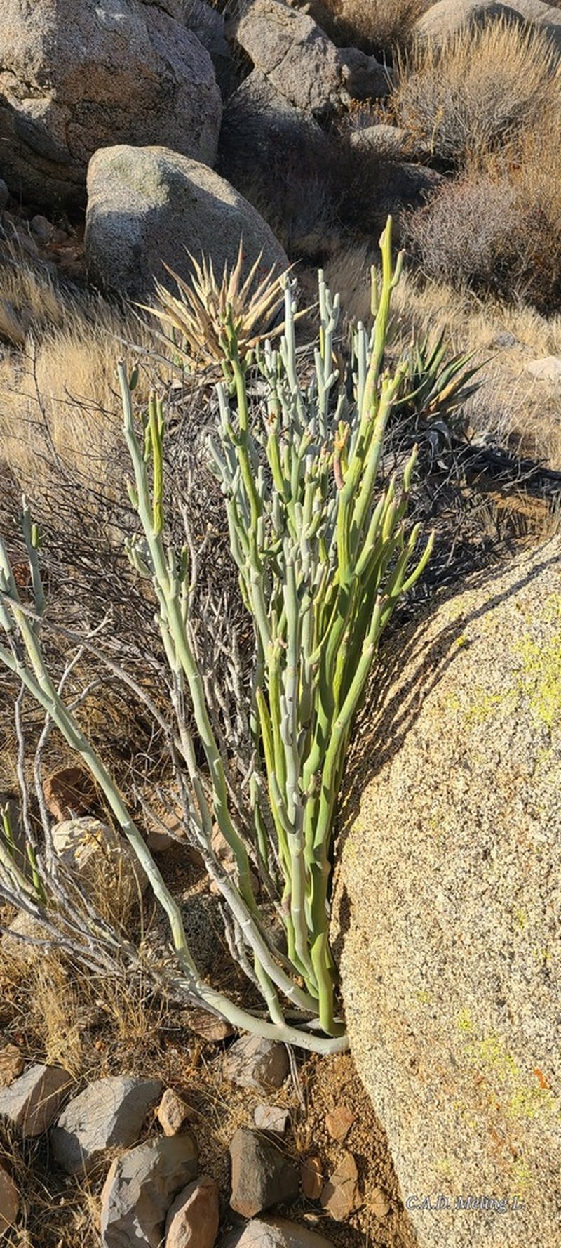 Euphorbia lomelii photo 4