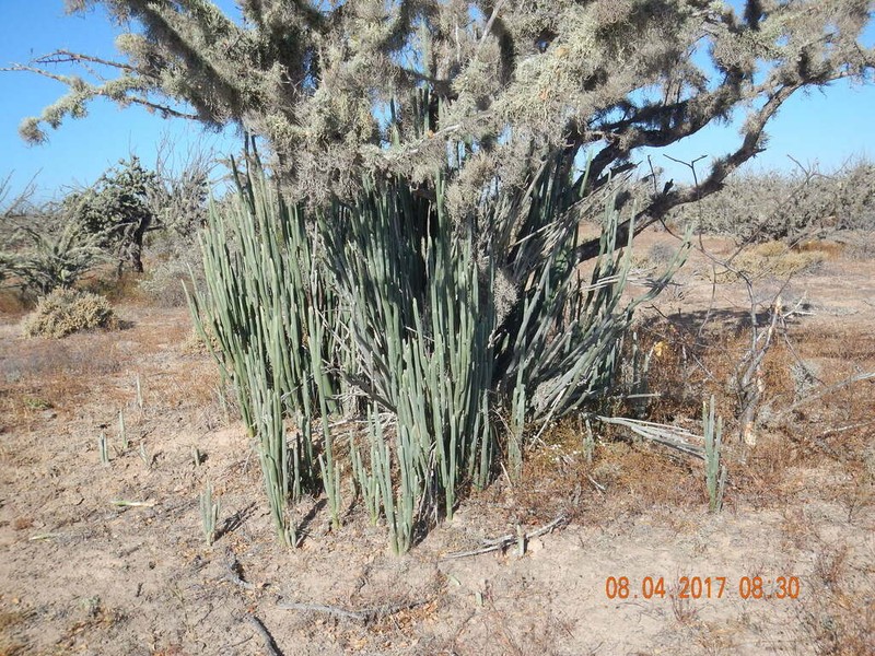 Euphorbia lomelii photo 5