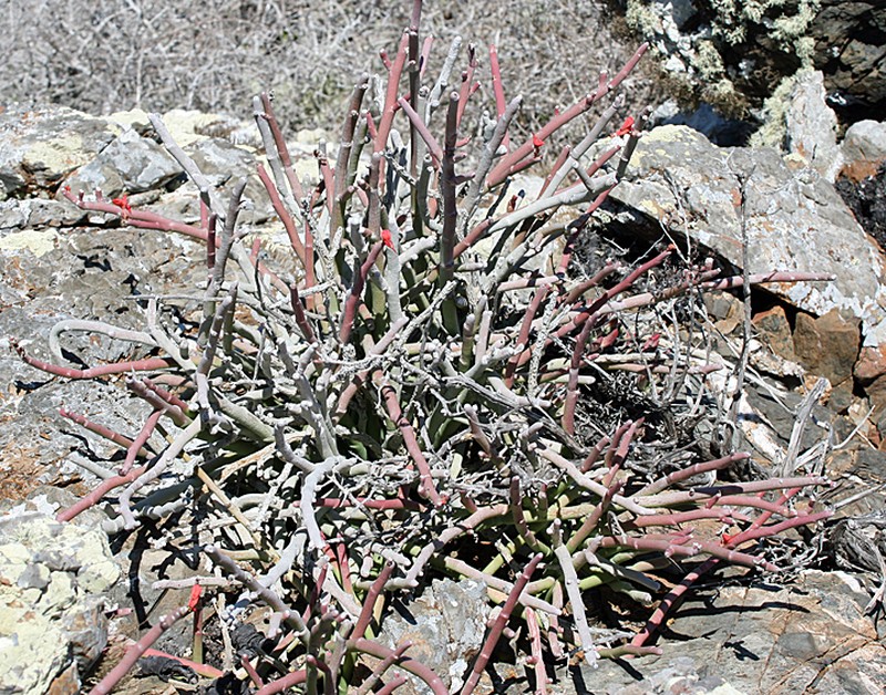 Euphorbia lomelii photo 6