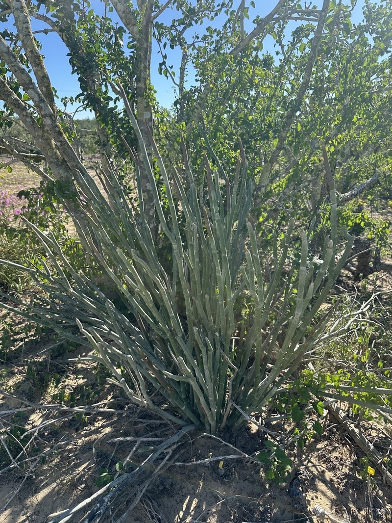 Euphorbia lomelii photo 7
