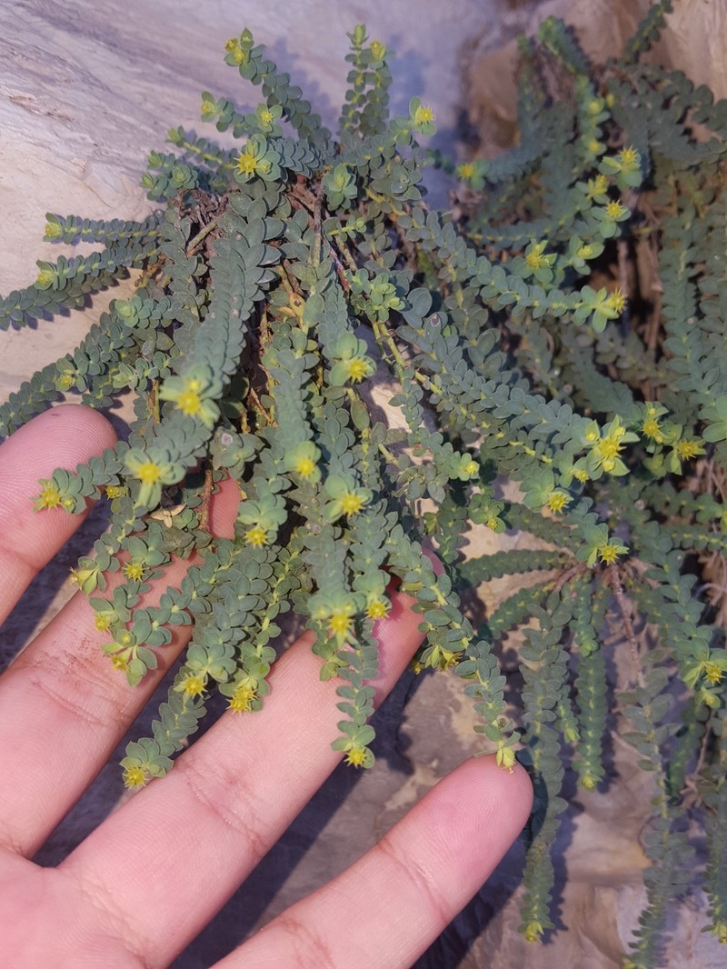 Euphorbia longecornuta photo 2