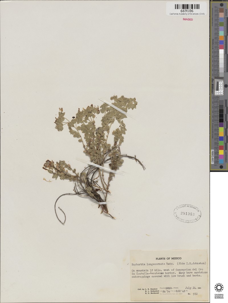 Euphorbia longecornuta photo 3