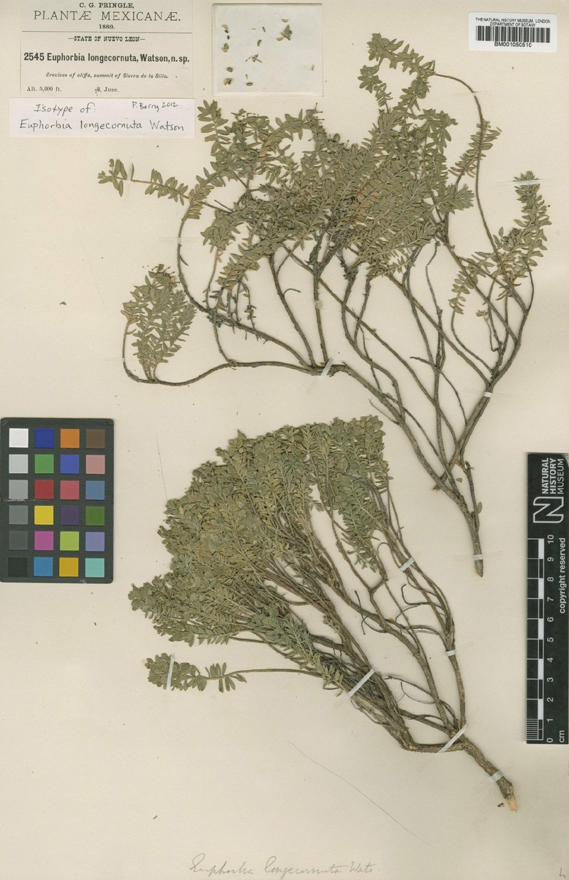 Euphorbia longecornuta photo 4