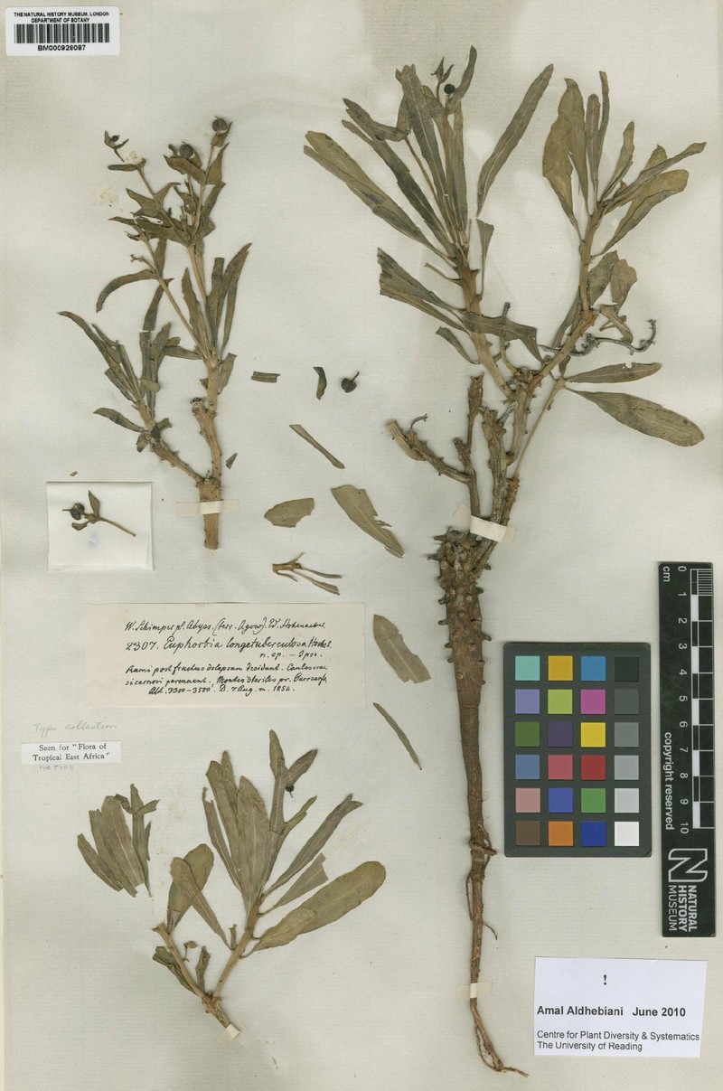 Euphorbia longetuberculosa photo 3