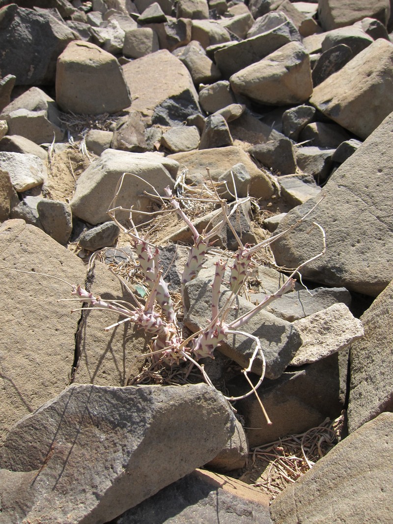 Euphorbia longetuberculosa