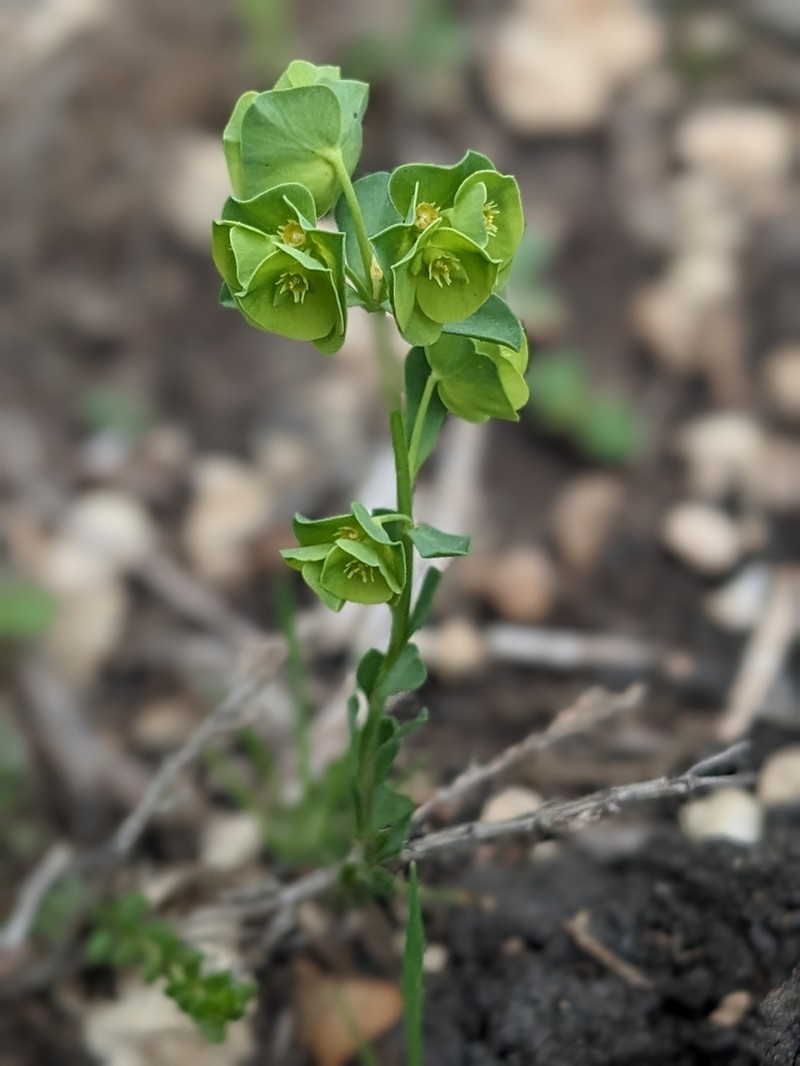 Wedgeleaf Spurge