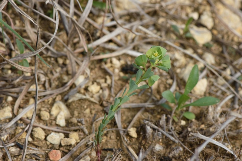 Wedgeleaf Spurge photo 2