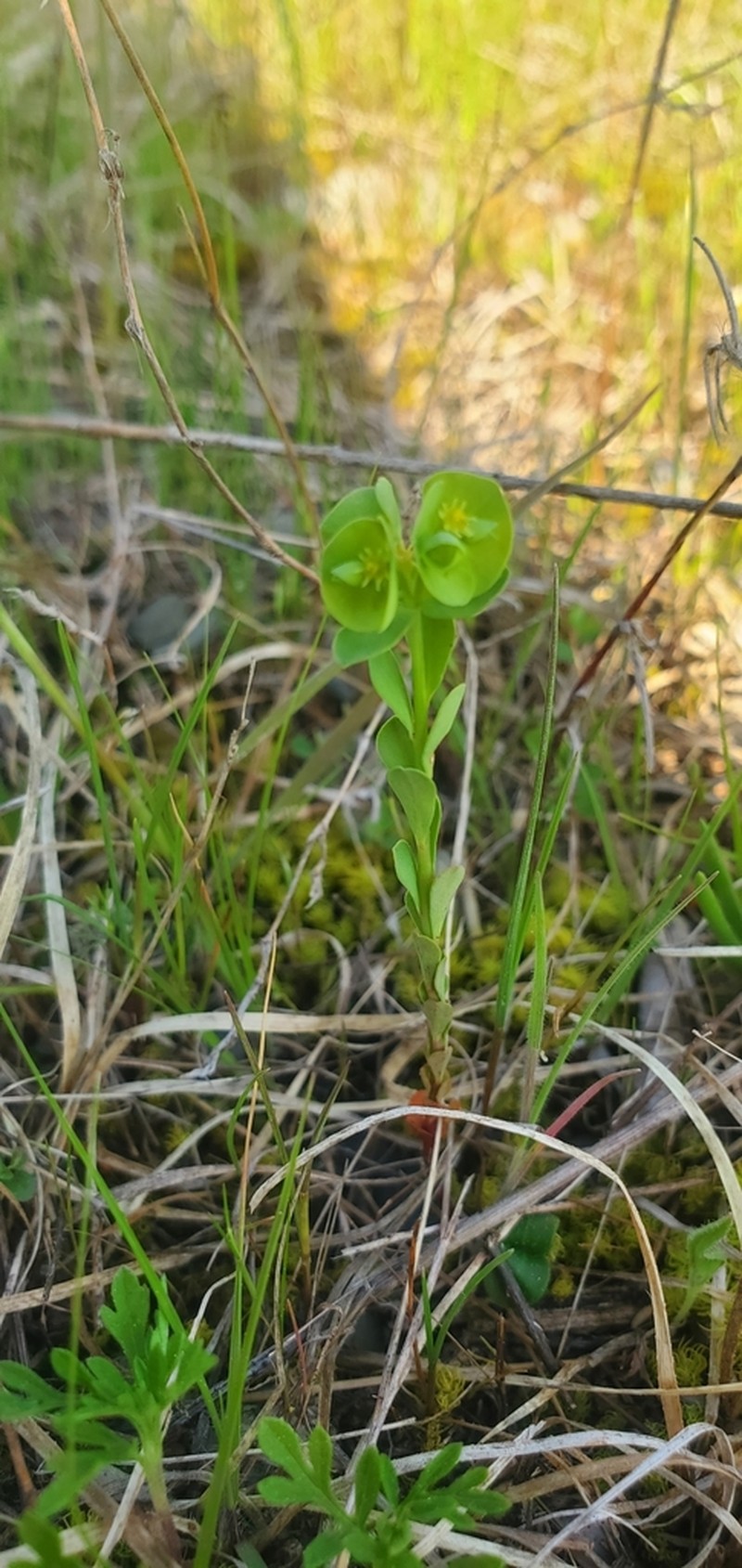 Wedgeleaf Spurge photo 3