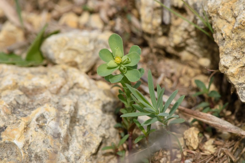 Wedgeleaf Spurge photo 4