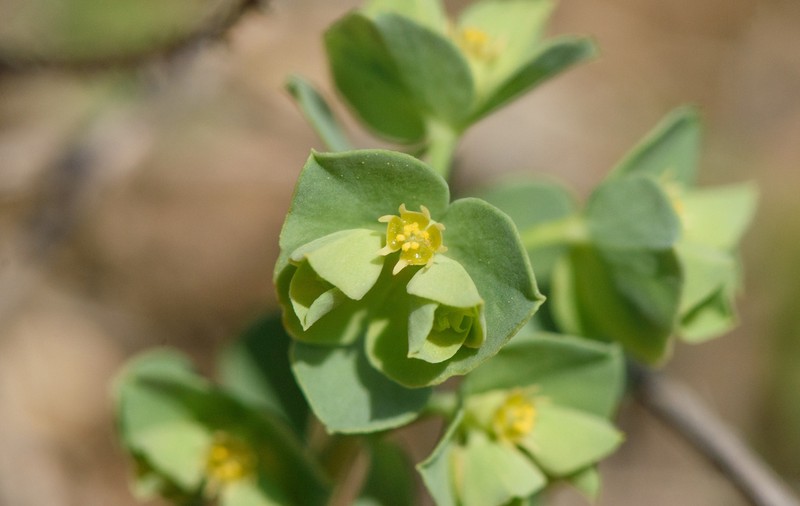 Wedgeleaf Spurge photo 5