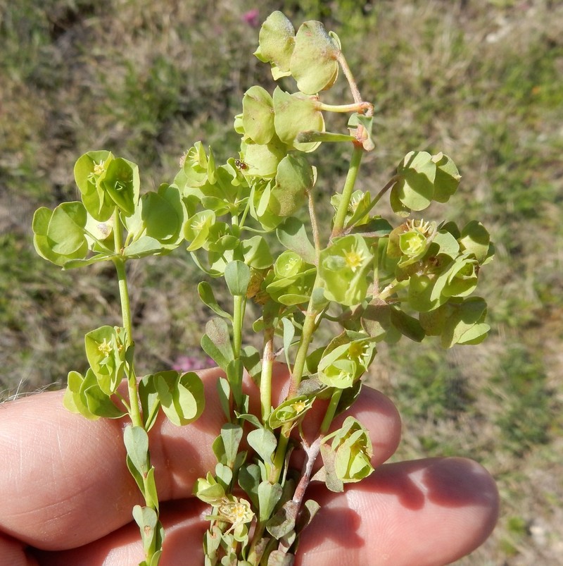 Wedgeleaf Spurge photo 6