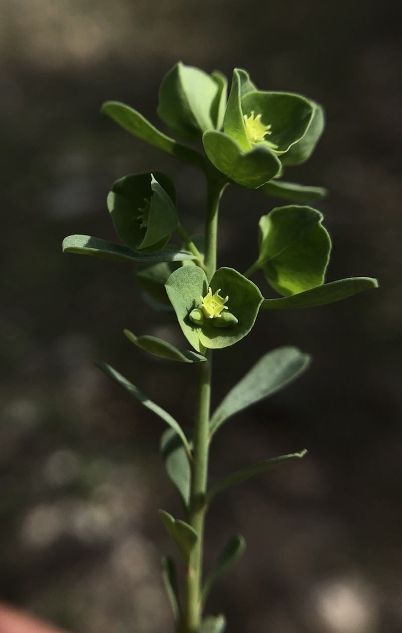 Wedgeleaf Spurge photo 7