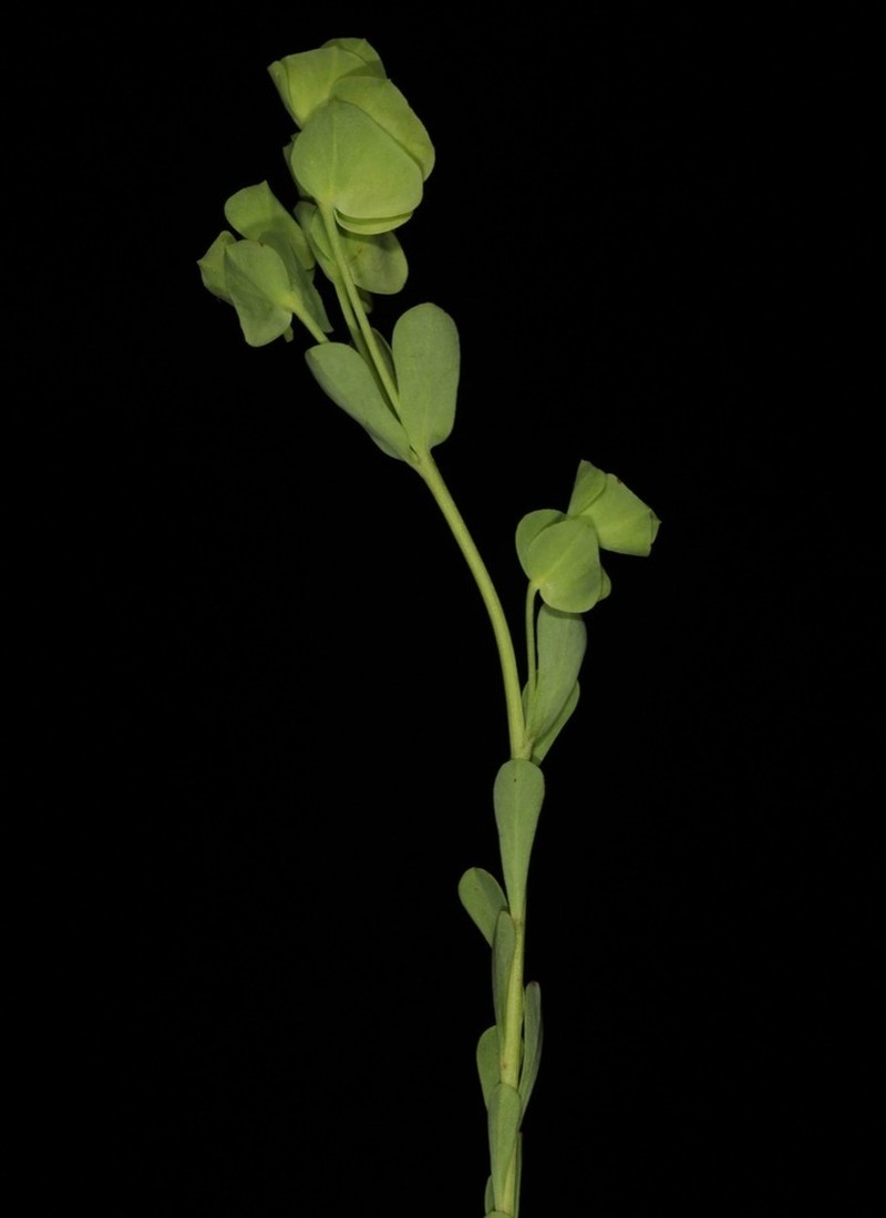 Wedgeleaf Spurge photo 8