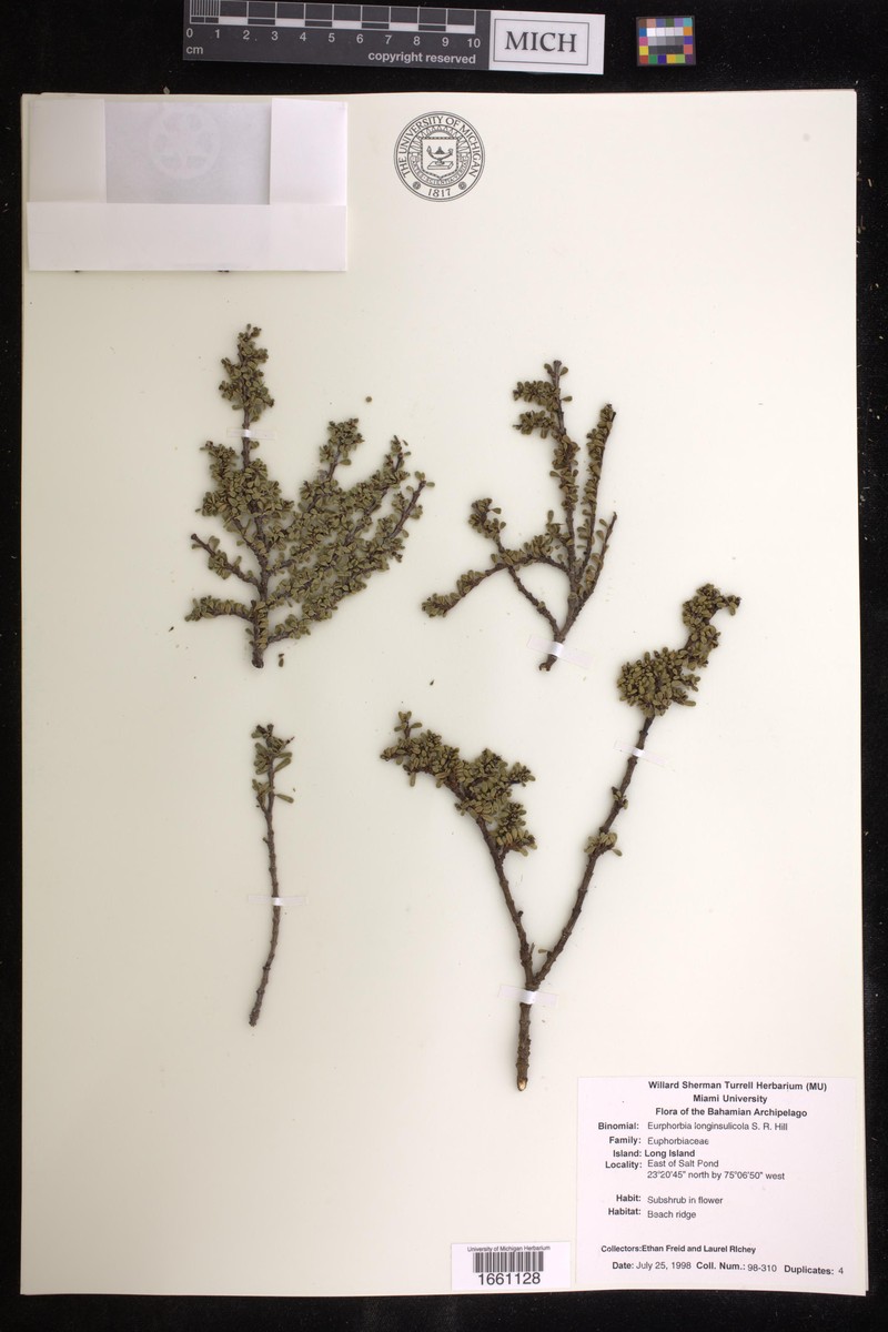 Euphorbia longinsulicola