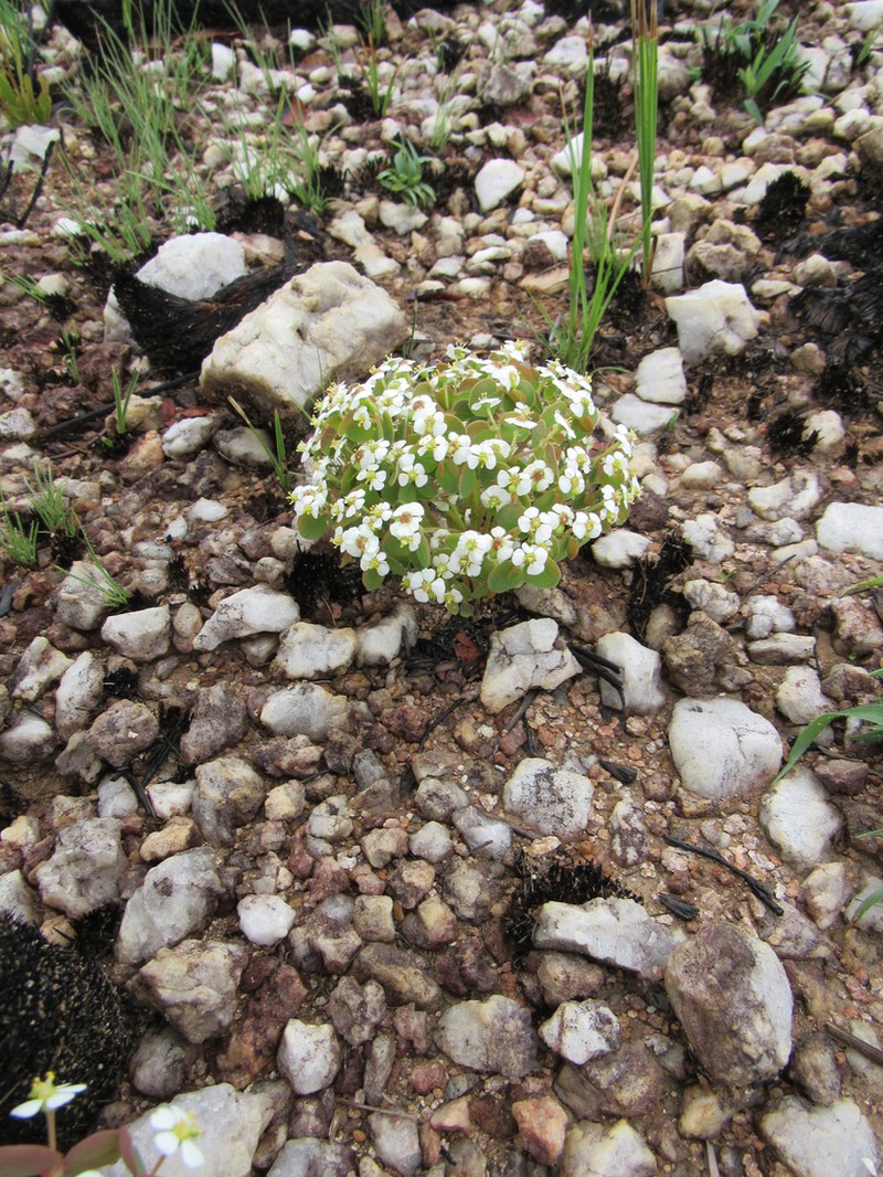 Euphorbia longipedunculata