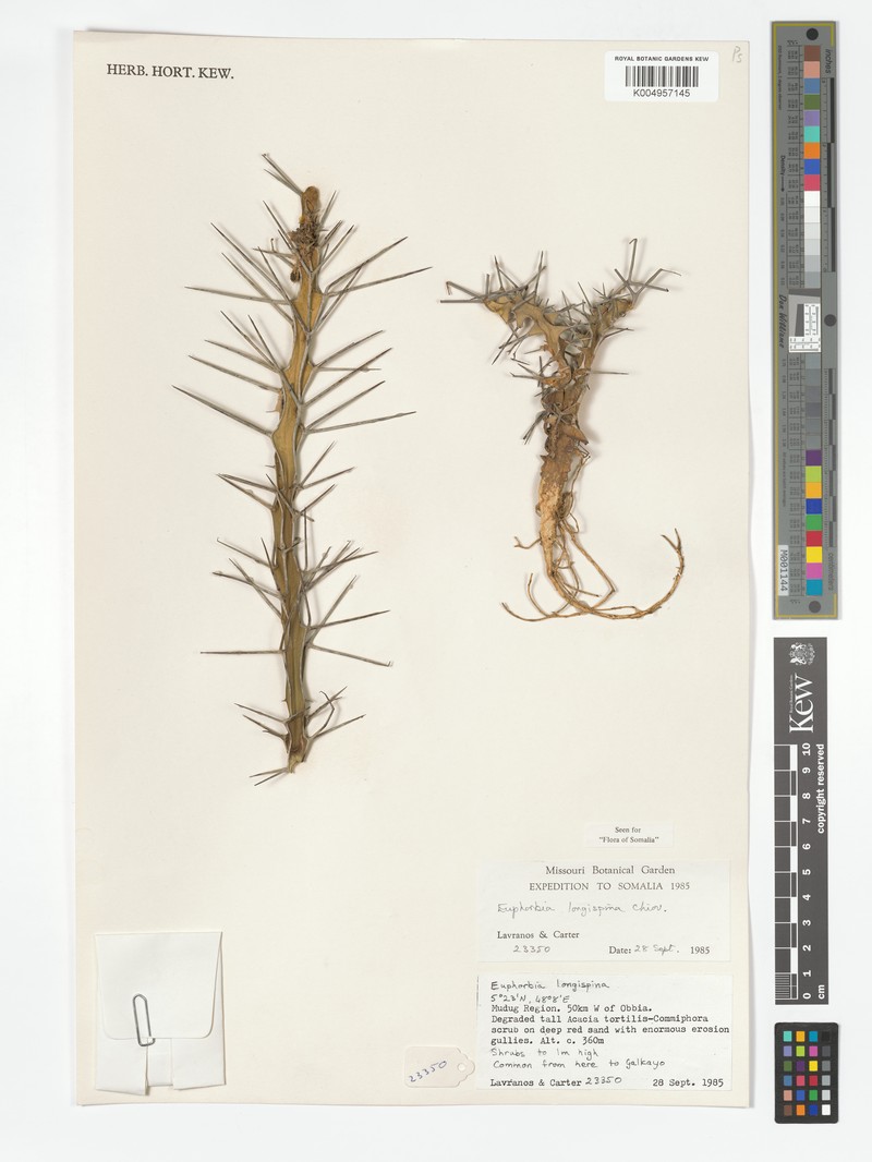 Euphorbia longispina
