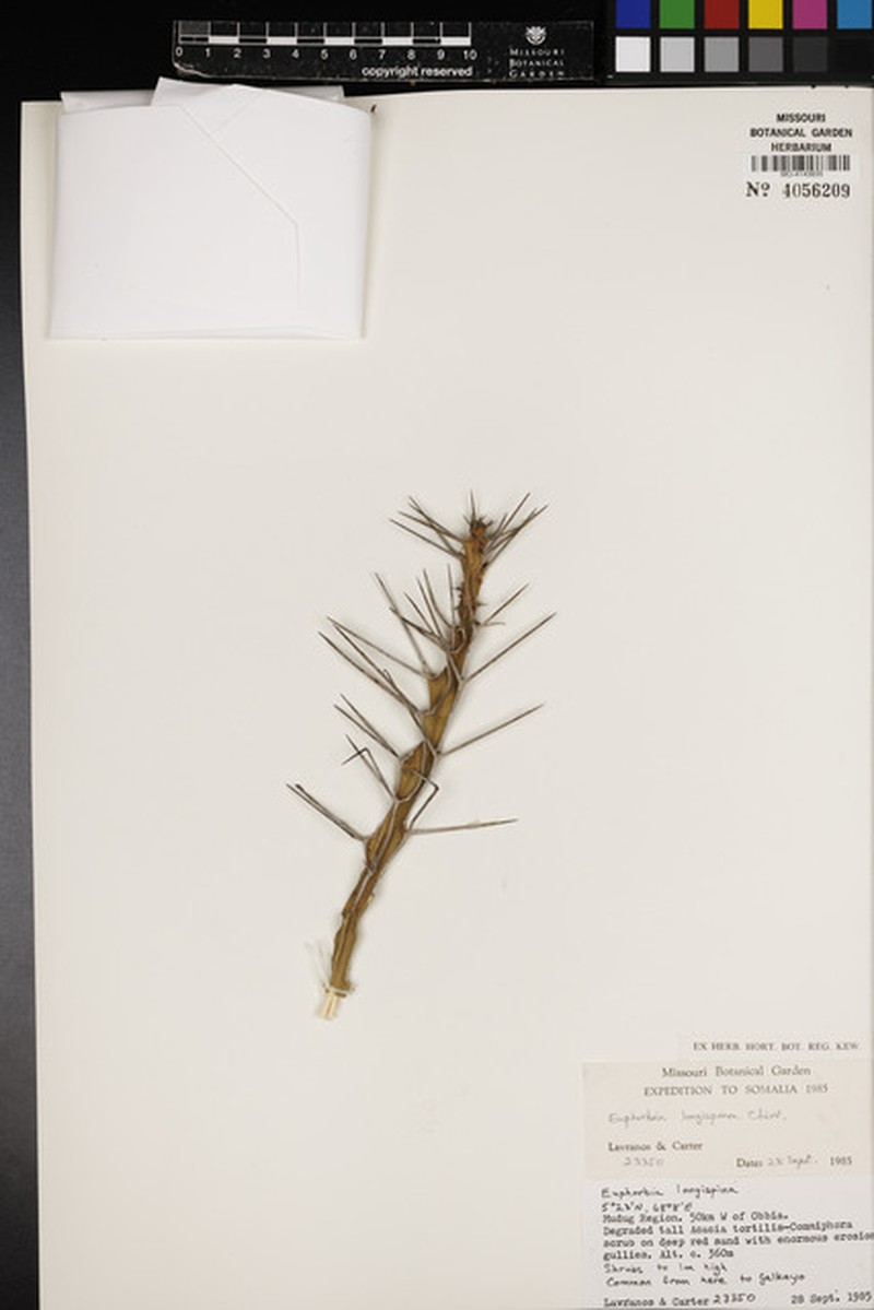 Euphorbia longispina photo 2