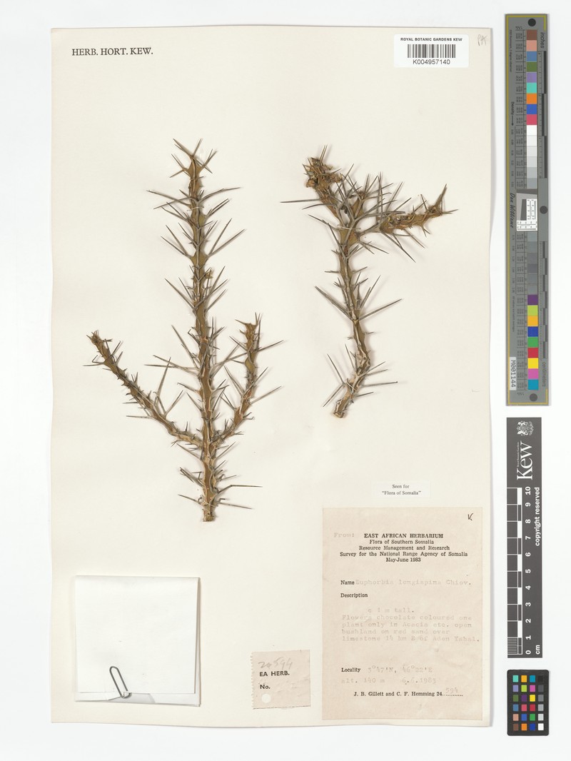Euphorbia longispina photo 3