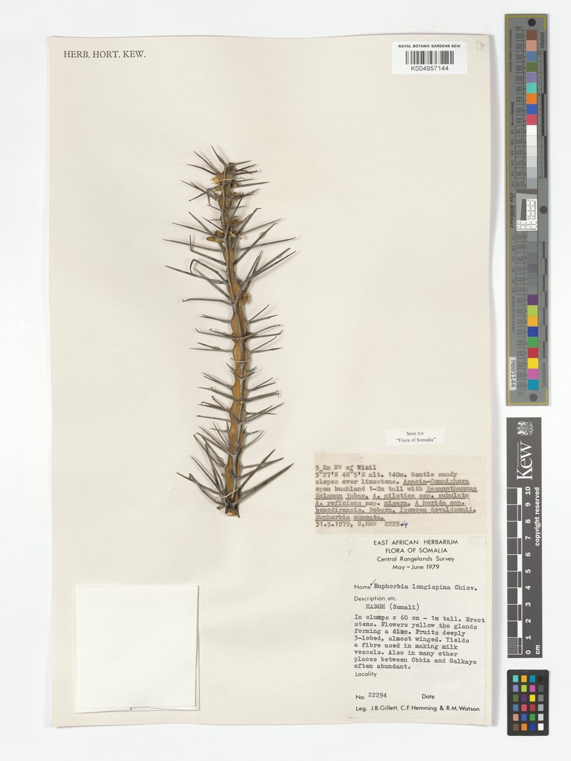 Euphorbia longispina photo 4