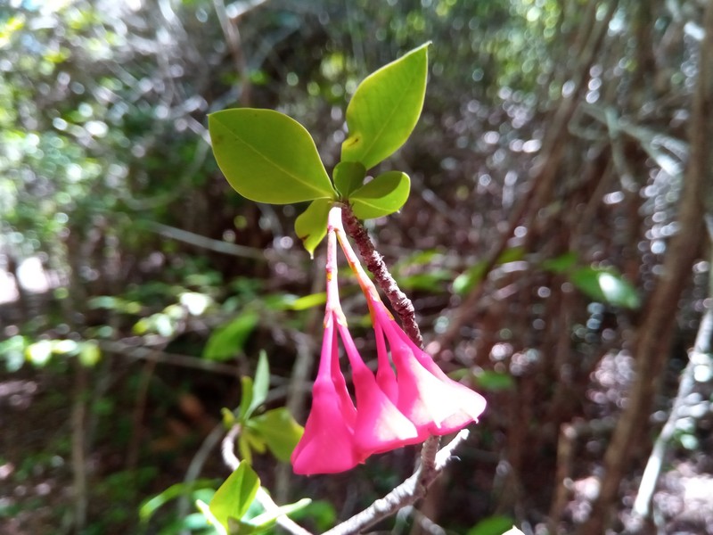 Euphorbia longitubicinicyathium