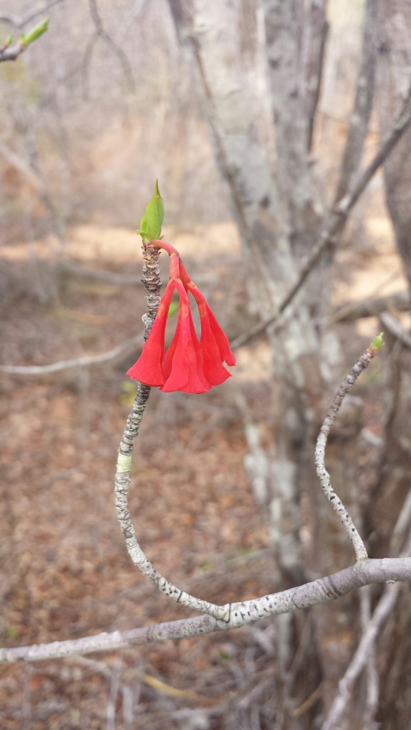 Euphorbia longitubicinicyathium photo 2