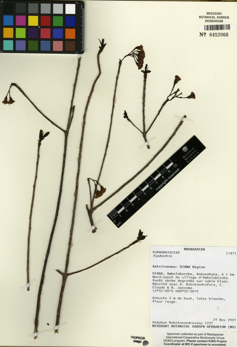 Euphorbia longitubicinicyathium photo 3