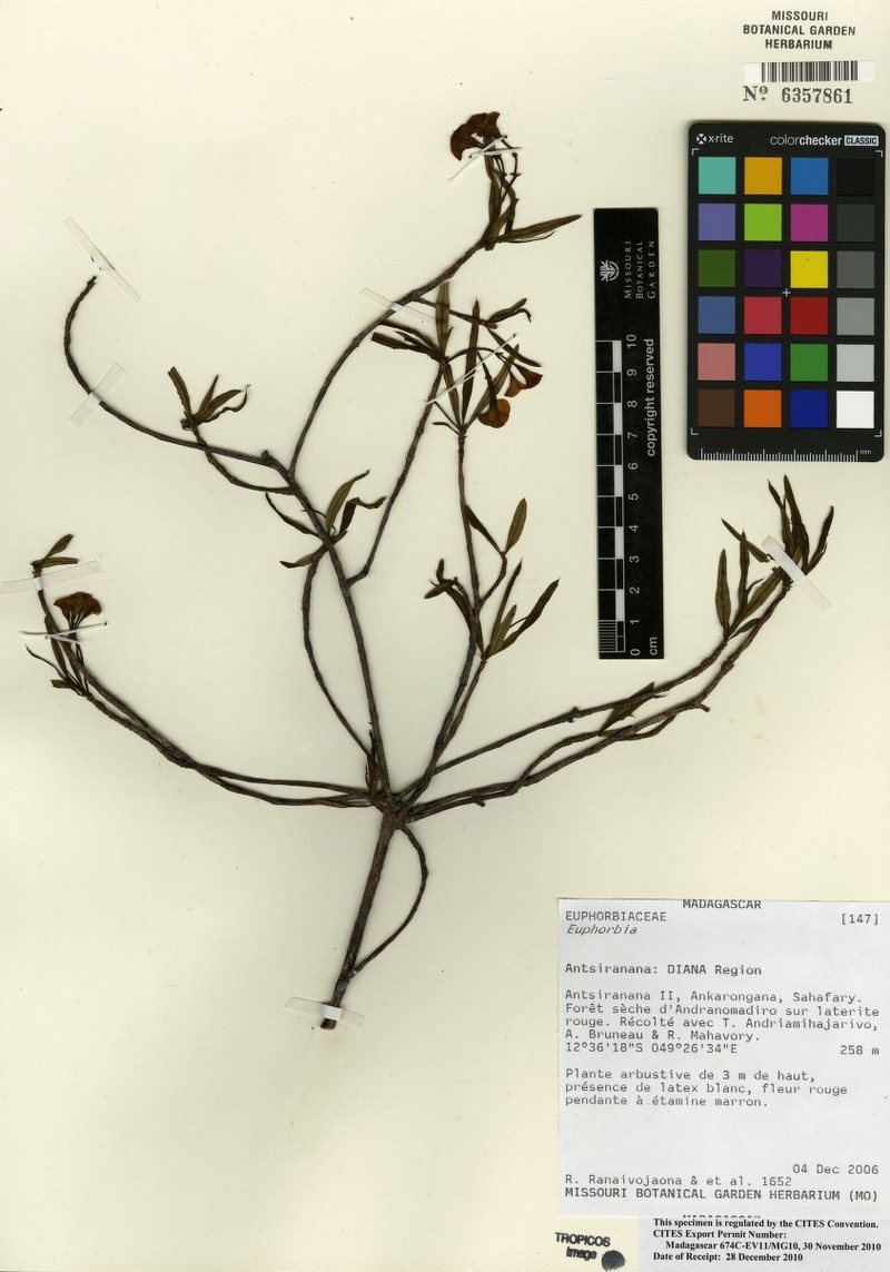 Euphorbia longitubicinicyathium photo 4