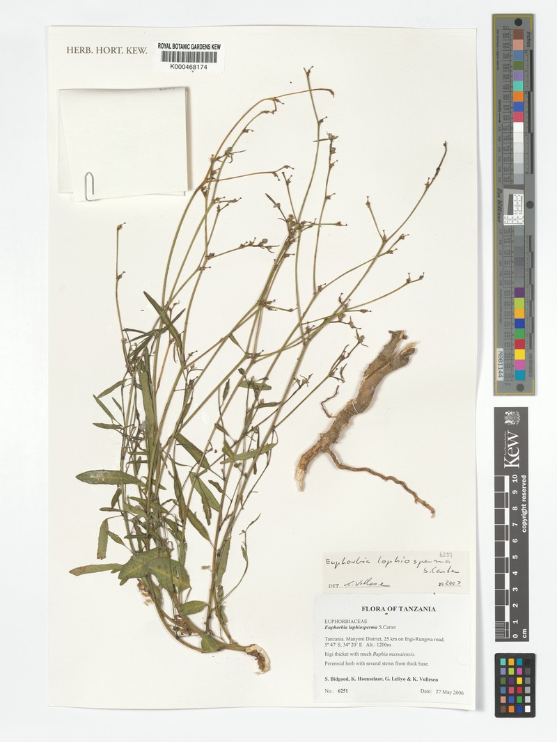 Euphorbia lophiosperma