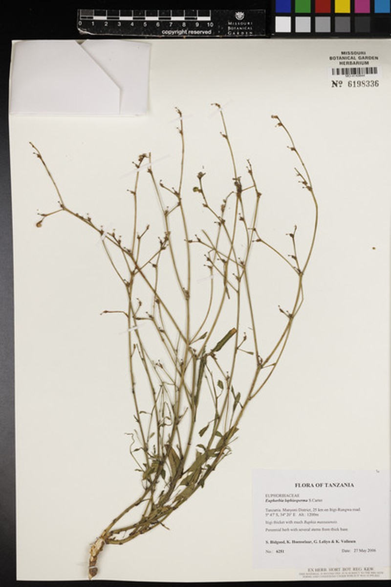 Euphorbia lophiosperma photo 2