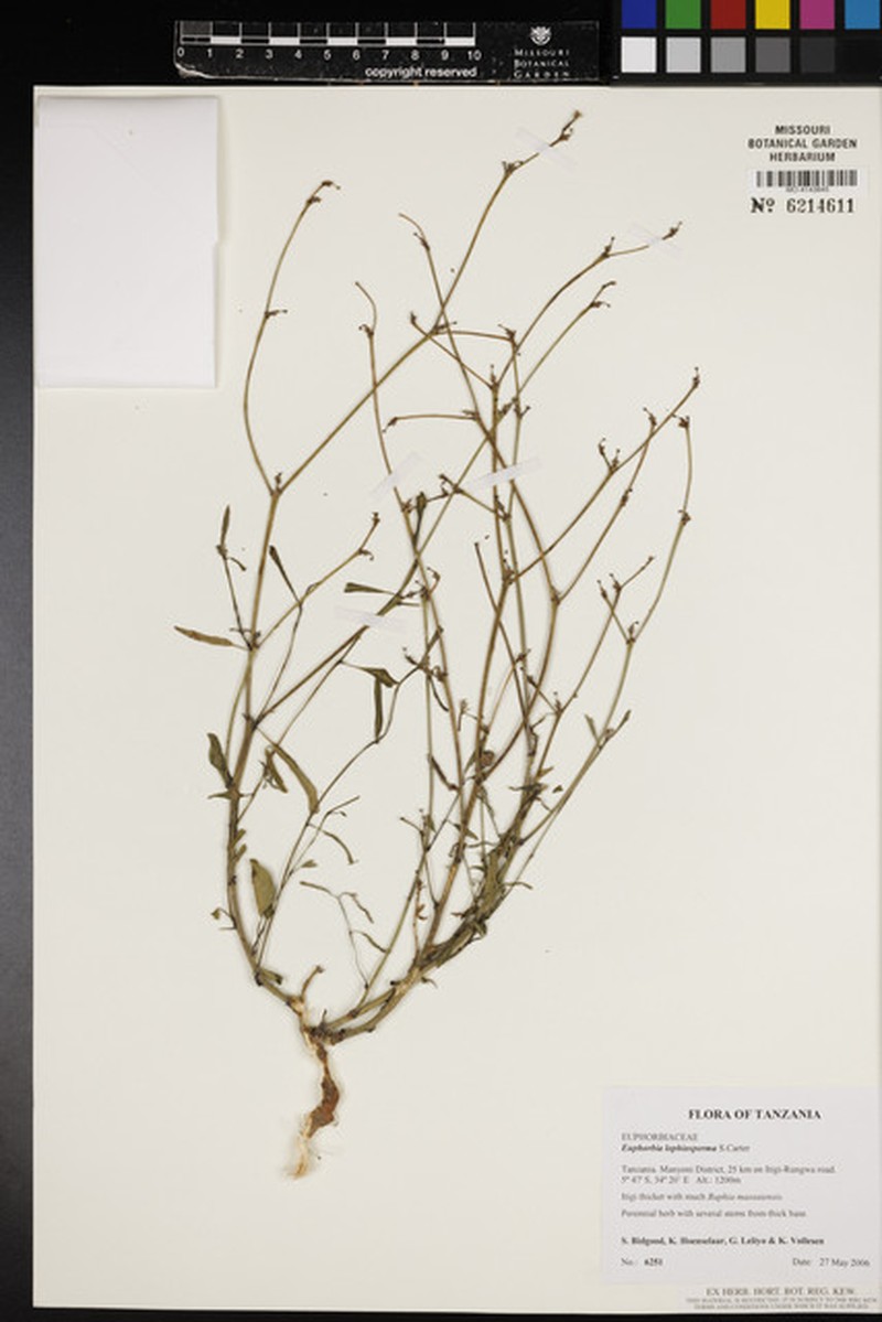 Euphorbia lophiosperma photo 3