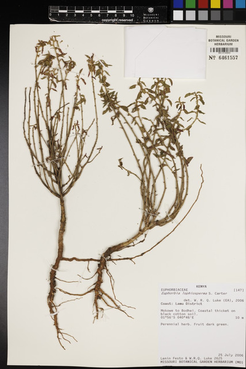 Euphorbia lophiosperma photo 4