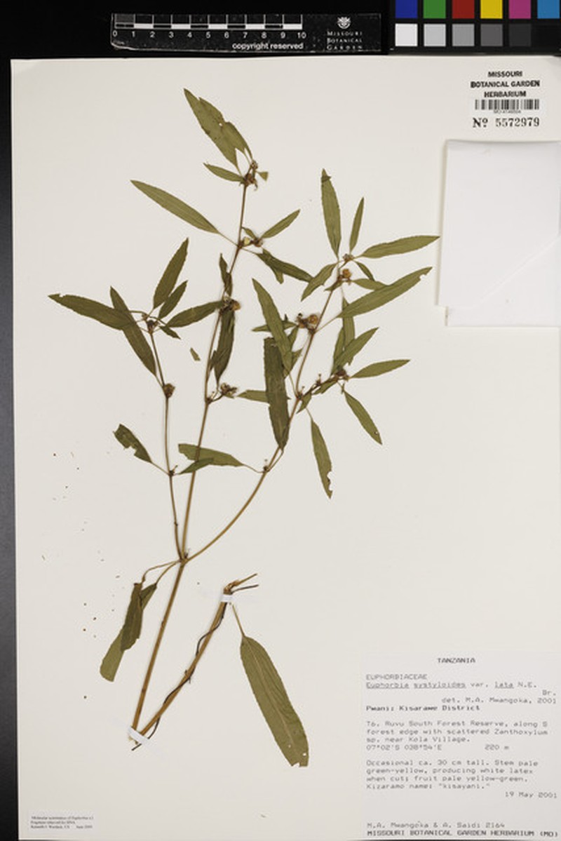 Euphorbia lophiosperma photo 5