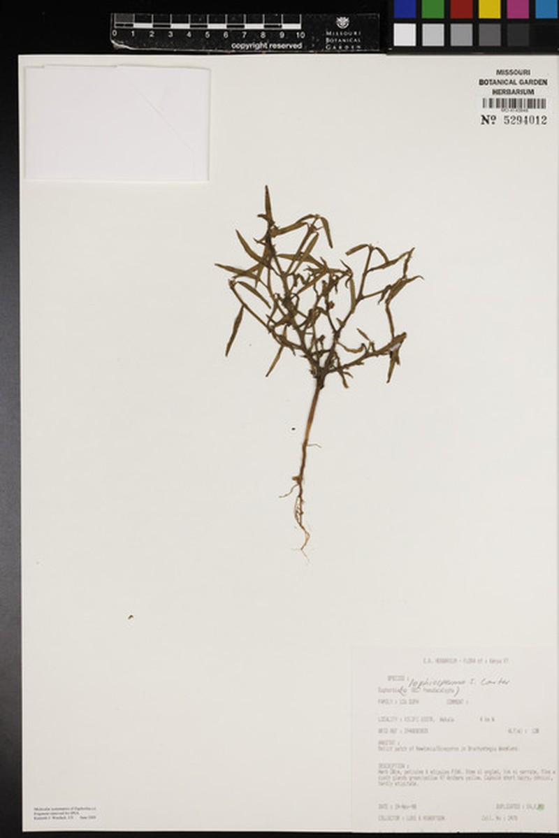 Euphorbia lophiosperma photo 7