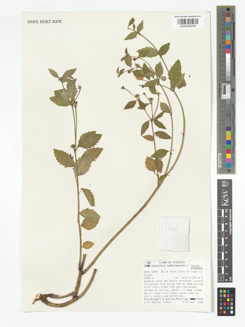 Euphorbia lophiosperma photo 8
