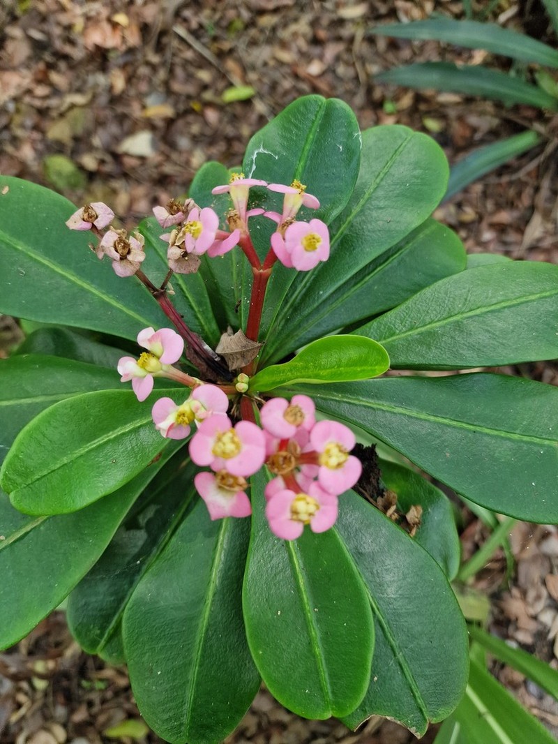 Euphorbia lophogona