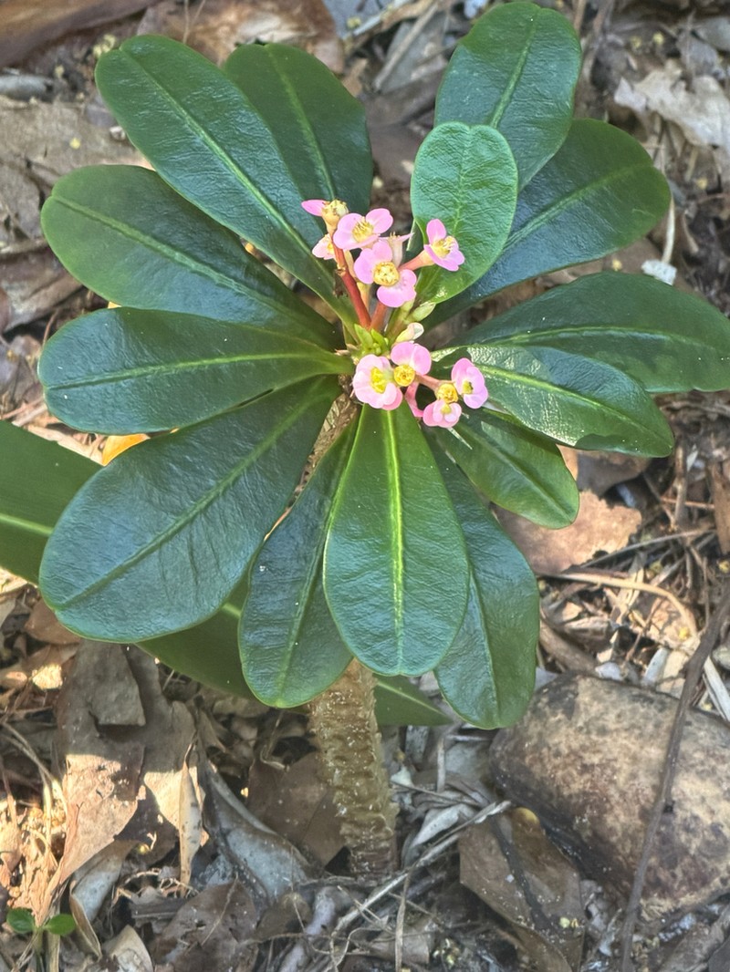 Euphorbia lophogona photo 2