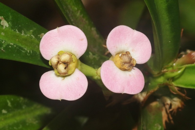 Euphorbia lophogona photo 3