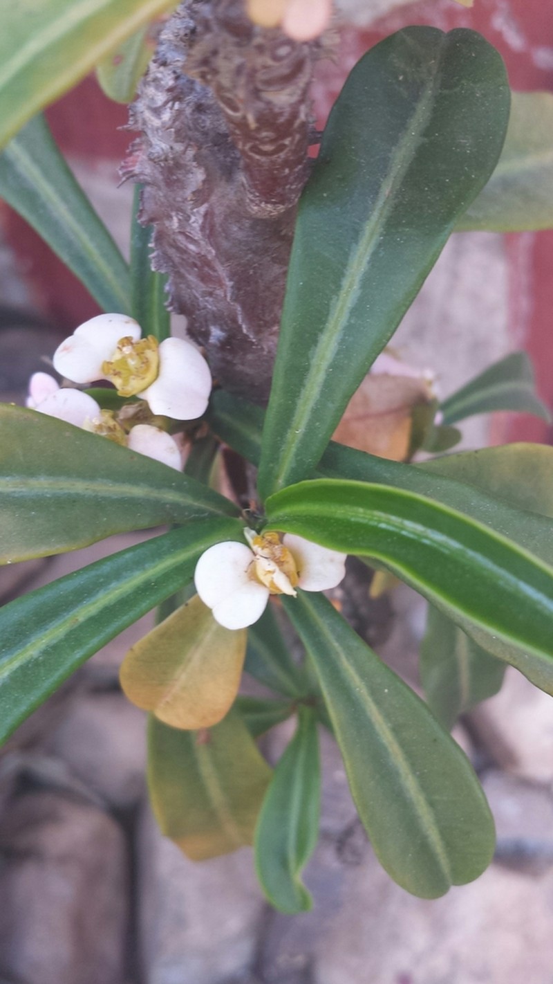 Euphorbia lophogona photo 4