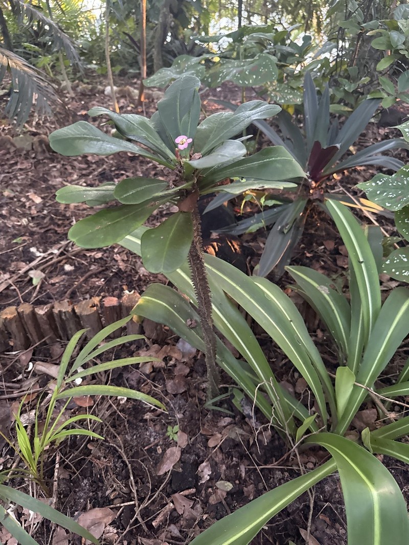 Euphorbia lophogona photo 6