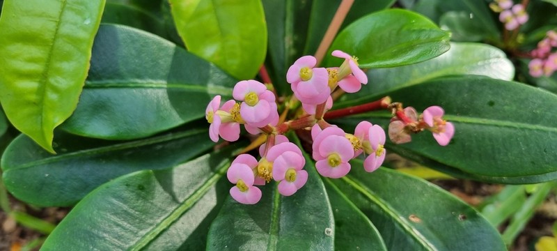 Euphorbia lophogona photo 7