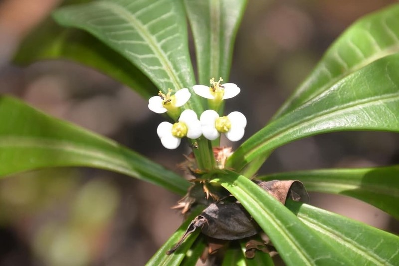 Euphorbia lophogona photo 8