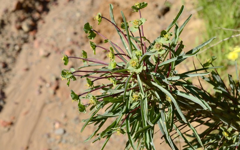 Euphorbia loricata photo 2