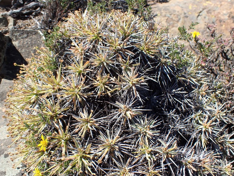 Euphorbia loricata photo 3