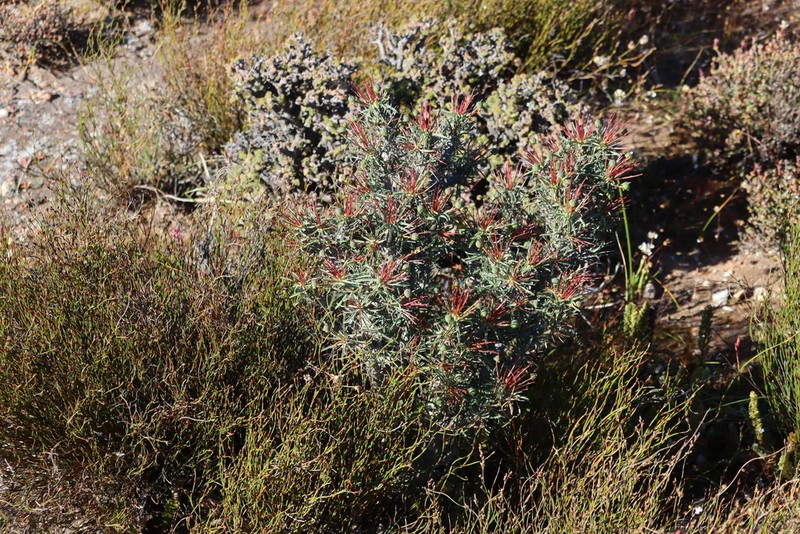 Euphorbia loricata photo 4