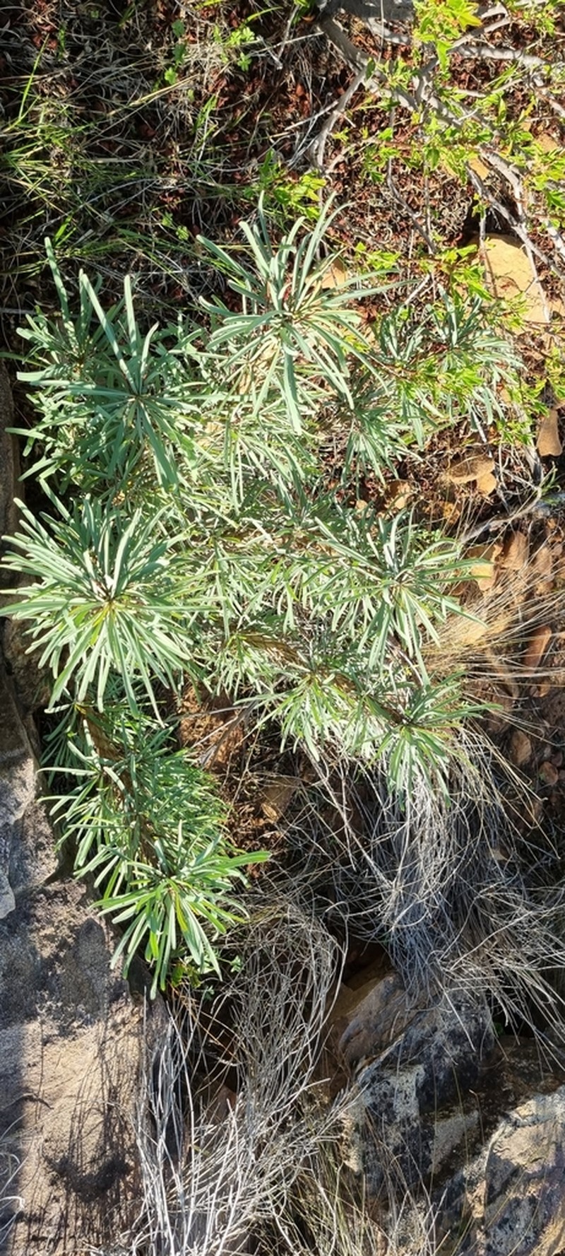 Euphorbia loricata photo 6